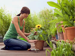 Coltivare lepiante officinali sul balcone