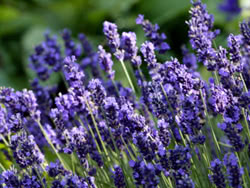 Coltivare la Lavanda