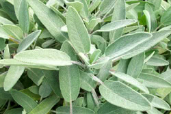 Coltivare la Salvia