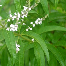 Verbena