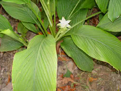 Curcuma