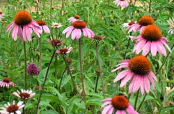 Echinacea