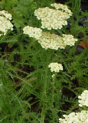 Achillea