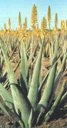 Aloe vera barbadensis