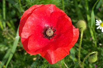 Papavero selvatico
