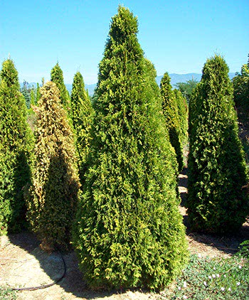 Thuja