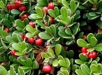 Uva ursina