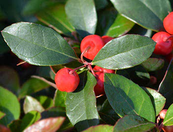 Wintergreen