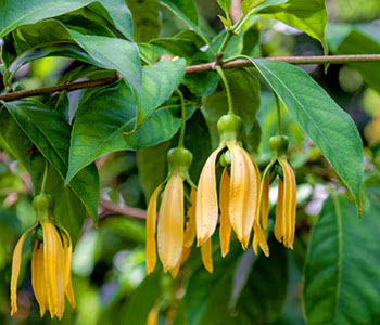 Ylang ylang