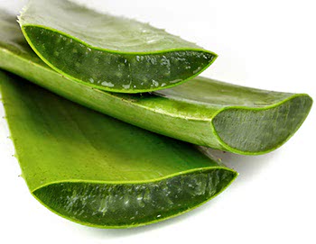 Aloe vera