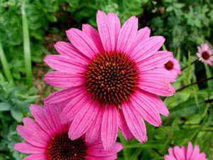 Echinacea