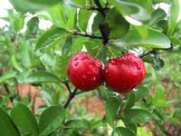 Acerola