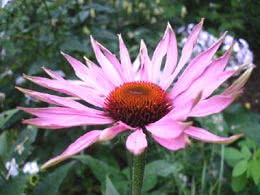 Echinacea