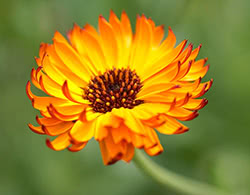 Calendula