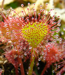 Drosera