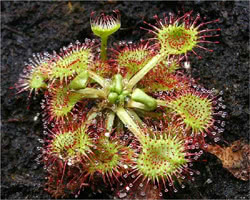 Drosera rotundifolia