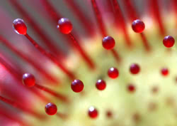 Drosera