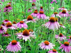 Echinacea purpurea