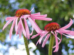 Echinacea pallida