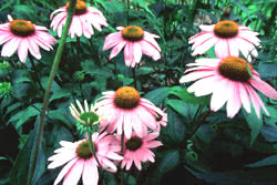 Echinacea angustifolia