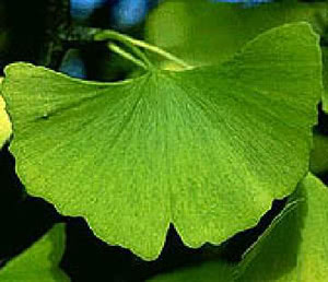 Ginkgo biloba