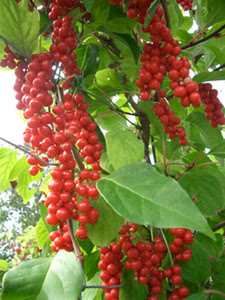 Schisandra