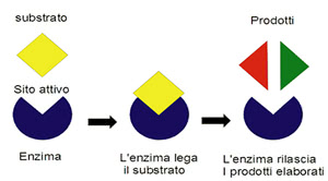 Funzionamento delle reazioni enzimatiche