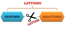 Lattasi - scissione del lattosio