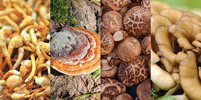 Funghi medicinali - Micoterapia