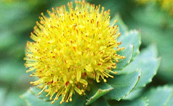Rodiola rosea