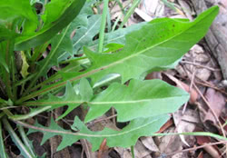 Cicoria