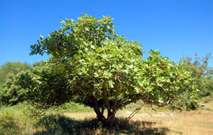 Ficus carica