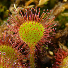 Drosera