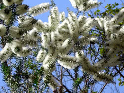 Melaleuca