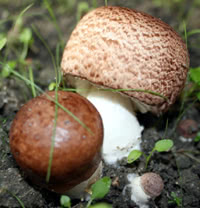 Agaricus blazei Murril - ABM