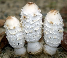 Coprinus comatus