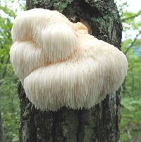 Hericium erinaceus