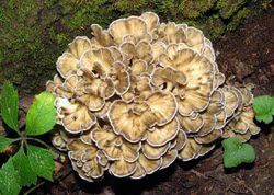 Maitake