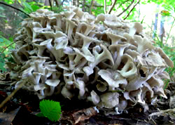 Polyporus umbellatus