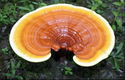 Reishi