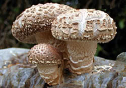 Shiitake