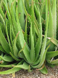 Aloe vera