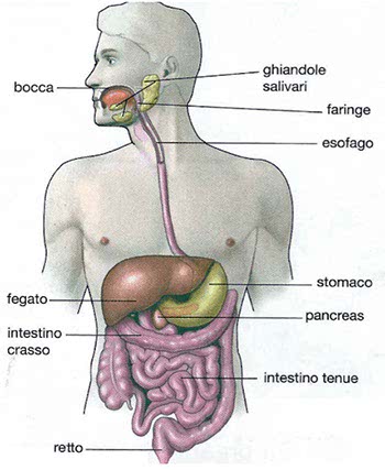 Apparato digerente