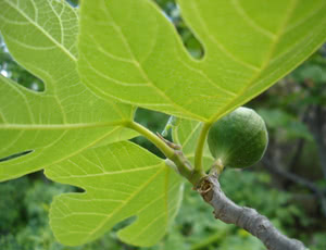 Ficus carica