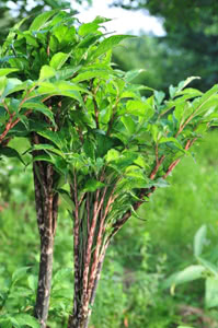 Amorphophallus konjac