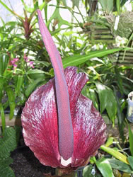 Amorphophallus konjac - glucomannano