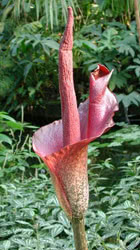 Amorphophallus konjac - Infiorescenza