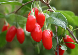 Goji