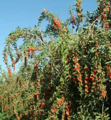 Pianta di Goji