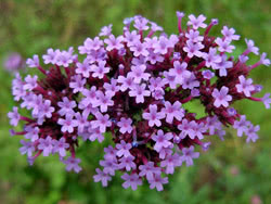 Verbena